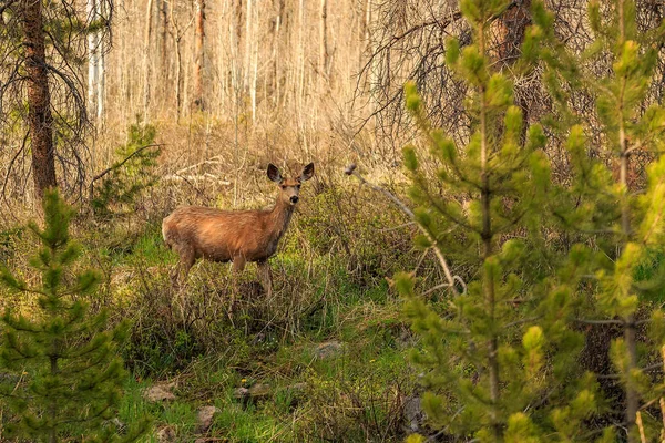 cute deer in green forest, wild fauna