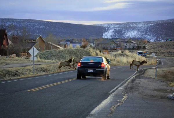 beautiful deer crossing road and the car waiting