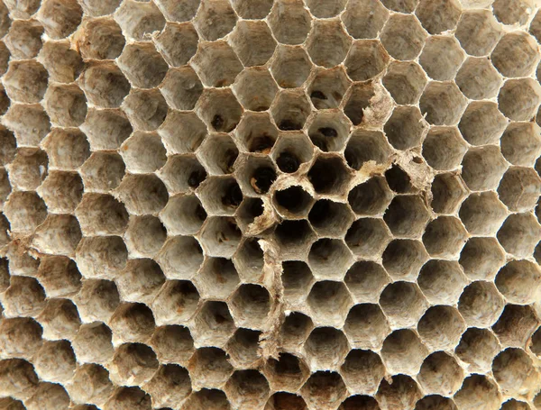 honeycombs texture, pattern background