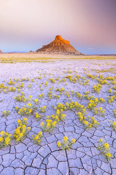yellow flowers growing in desert against rocks