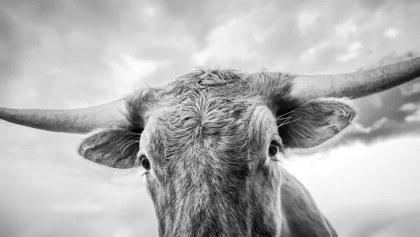 Portrait of cow grazing on meadow — Stock Image Portrait Cow Grazing Meadow Stock Photo