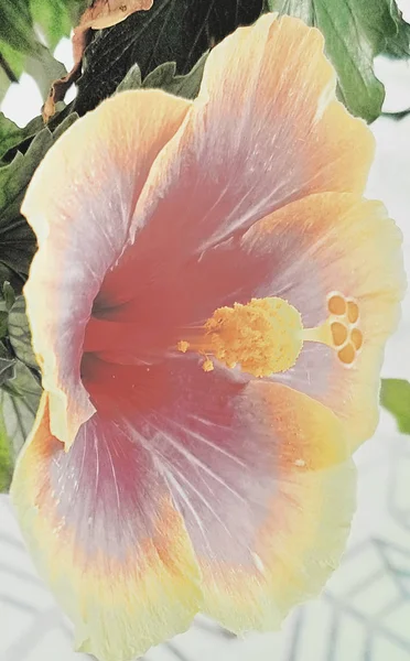 Flor Hybicus Planta Detalles — Foto de Stock