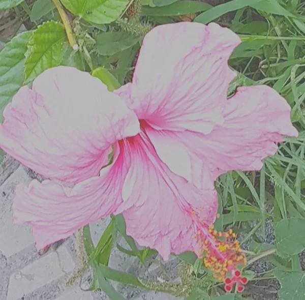 Flor Hybicus Planta Detales — Stok fotoğraf