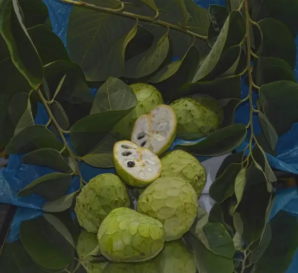 Chirimoya Fruta Tropical Herradura Pueblo Granada — Stock fotografie