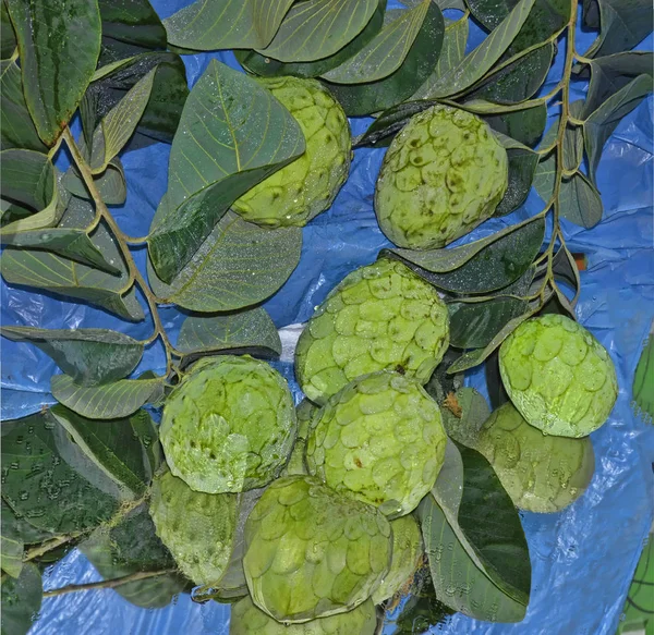 Fruta Tropisk Herradura Pueblo Granada Tropisk Frukt Färg Grön Chirimoyas — Stockfoto