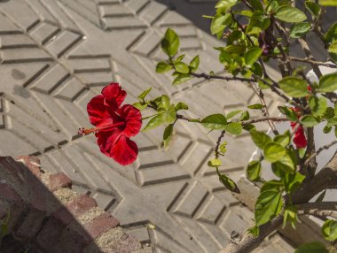 Yasak flor en jardinera de plaza el castillo en la herradura