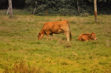 Vista de paisajes y plantas fauna gallega en lugo