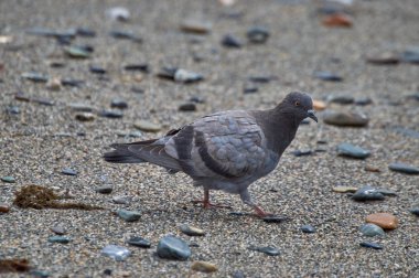 Paseando en la playa y viendo aves mourtndose 