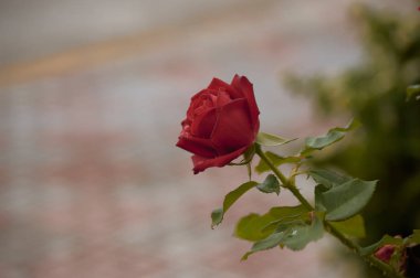  Rosa roja en dia de lluvia