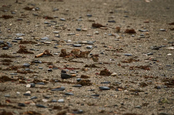 Paseando Playa Viendo Aves Lamentndose — стоковое фото