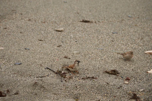 Paseando Playa Viendo Aves Lamentndose — Stockfoto