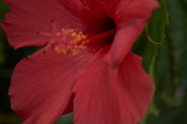 At nalı yağmurlu gün köyün sokakta huzurlu bir kırmızı hibiscus ıslak