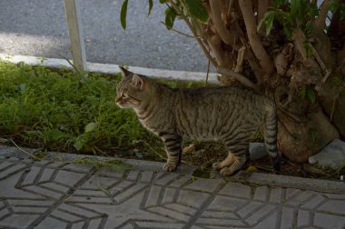 at nalı sokakta yürüyen kedi