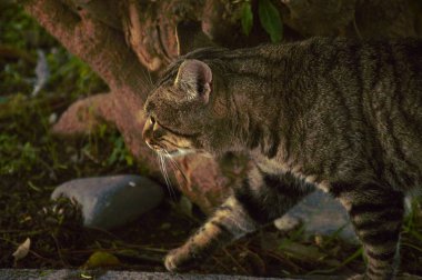 at nalı sokakta yürüyen kedi