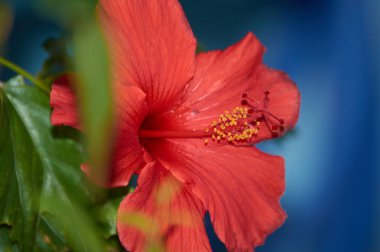 at nalı yağmurlu gün köyün sokakta huzurlu kırmızı hibiscus ıslak