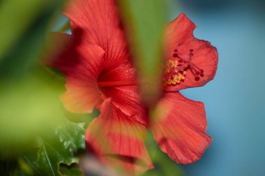 at nalı yağmurlu gün köyün sokakta huzurlu kırmızı hibiscus ıslak