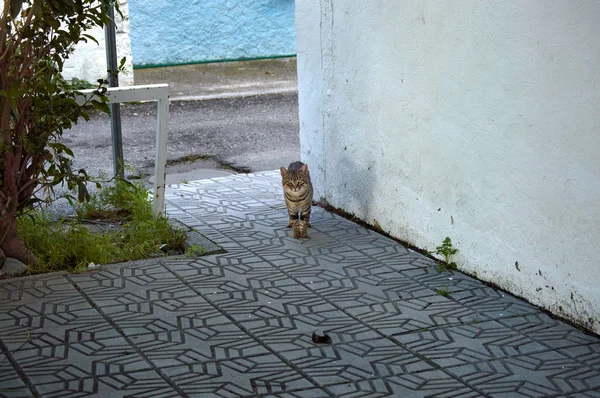 Katt Som Gick Gatan Hästsko — Stockfoto