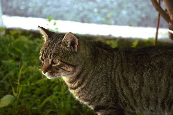 Кошка Идущая Улице Подкова — стоковое фото