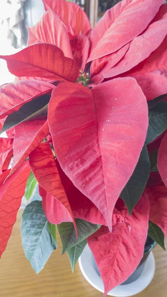 Poinsettia in its pot green and red leaves