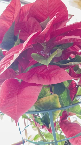 Vánoční Hvězda Jeho Pot Zelené Červené Listy — Stock fotografie