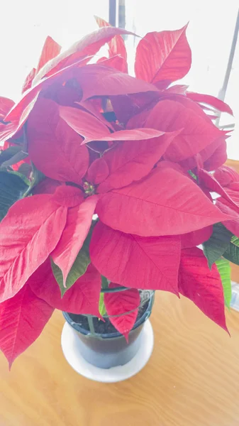 Poinsettia Κατσαρόλα Φύλλα Πράσινη Και Κόκκινη — Φωτογραφία Αρχείου