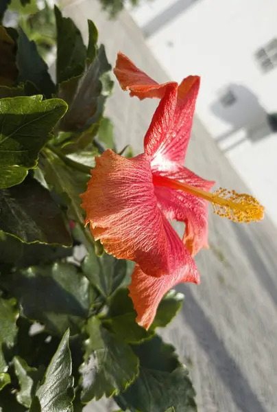 Цветок Гибискуса Красивые Красные Сияющие Цвета Места Тропических Мест Гранаде — стоковое фото