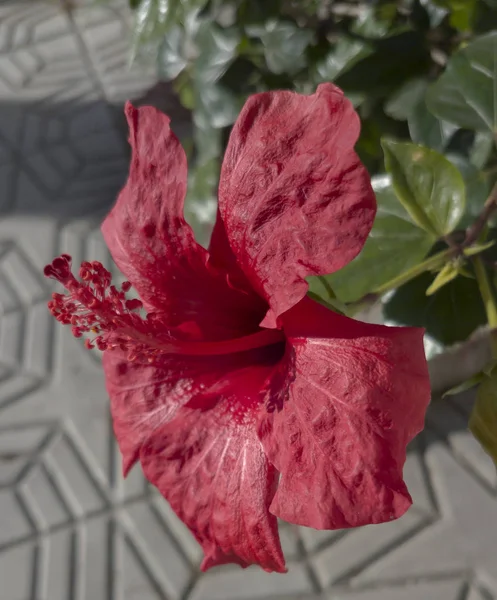 Hibiscus Blomma Vackra Röda Strålande Färger Tropiska Platser Plats Granada — Stockfoto