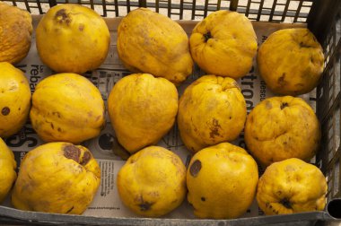 Jan kutusu ayvaları Andalusia içinde