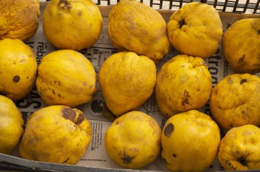 Jan kutusu ayvaları Andalusia içinde