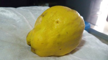 Ayva Ocak arası sarı engebeli Andalusia