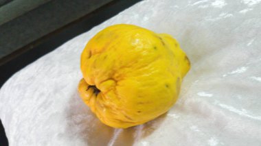 Ayva Ocak arası sarı engebeli Andalusia