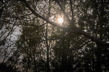 gün batımı yürümek-den geçerek denize bakarak Cerro yağ dağ