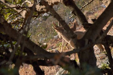 Granada şehrinde sınırının tepede dağ keçileri
