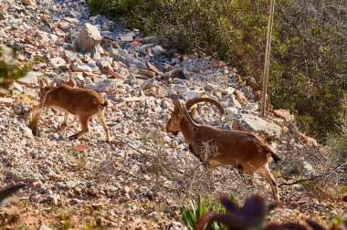 Granada şehrinde sınırının tepede dağ keçileri