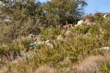 Granada şehrinde sınırının tepede dağ keçileri