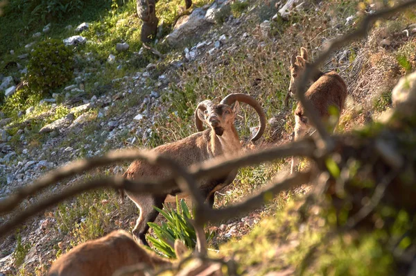 Chèvres Montagne Sur Colline Limite Grenade — Photo