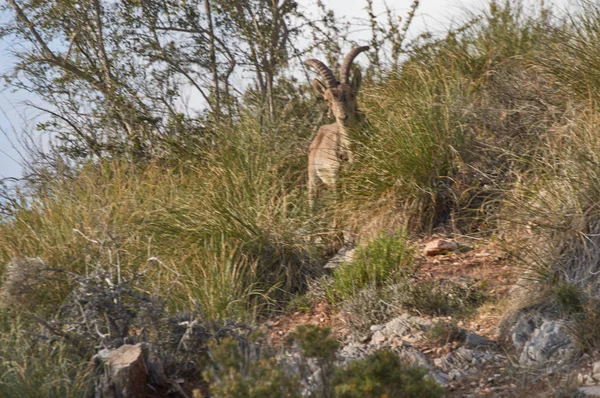 Cabras Montaña Colina Del Límite Granada — Foto de Stock