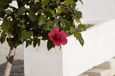 veranda çiçek kutusunda kırmızı ebegümeci