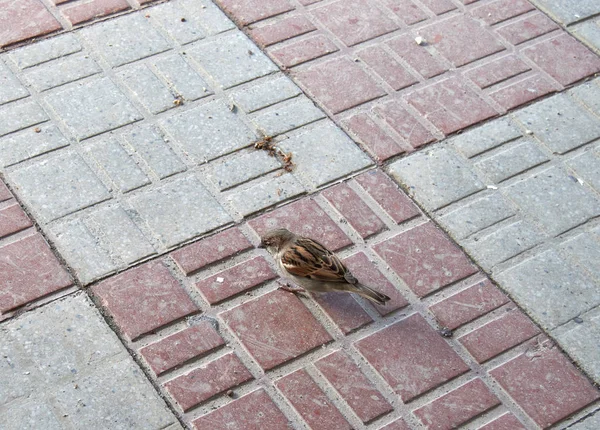 Sparrow Photo Village Street — Stock Photo, Image