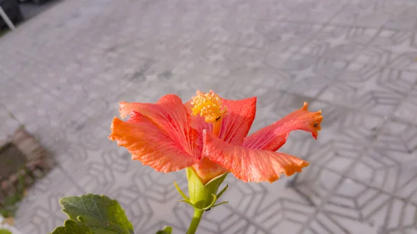 Hibiscus Rouge Sur Place Ville — Photo