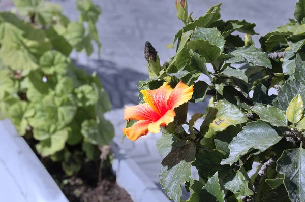 Red Hibiscus Town Square — Stock Photo, Image