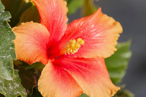 Hibisco Vermelho Praça Cidade — Fotografia de Stock