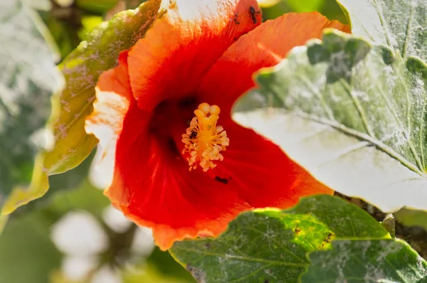 Hibisco Vermelho Praça Cidade — Fotografia de Stock