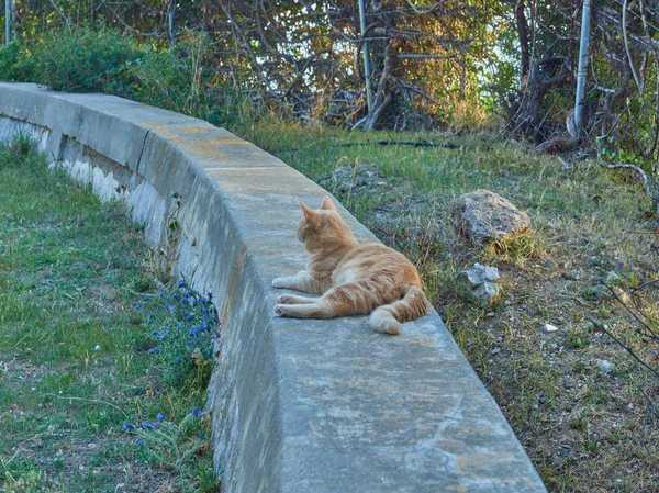 Γάτα Στο Δρόμο Προς Λόφο — Φωτογραφία Αρχείου