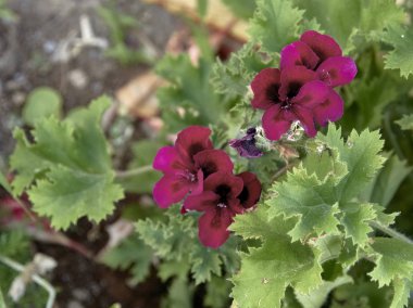         topluluk kalede meydanın çiçekleri 