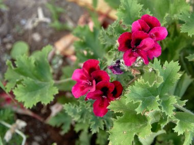         topluluk kalede meydanın çiçekleri 