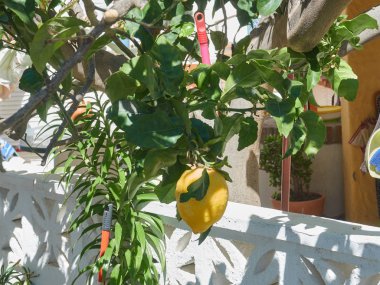 kendi meyve ile limineros bakarak    