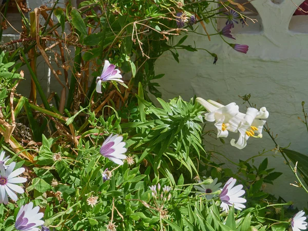 Bahçıvan Yasemin Çan Çiçek — Stok fotoğraf