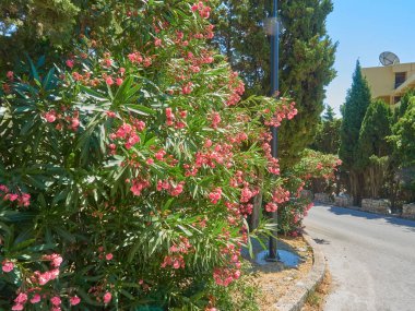 Köyde Campn yolu boyunca sardunyalar   