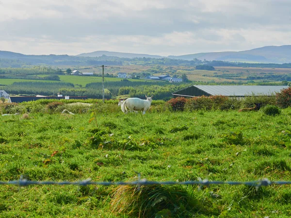 Bellissimo Paesaggio Irlanda Una Giornata Sole — Foto Stock